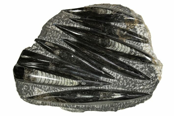 Polished Fossil Orthoceras (Cephalopod) Plate - Morocco #341455